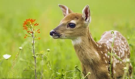 شناسایی ۳۰۱ گونه جانوری در استان کرمانشاه