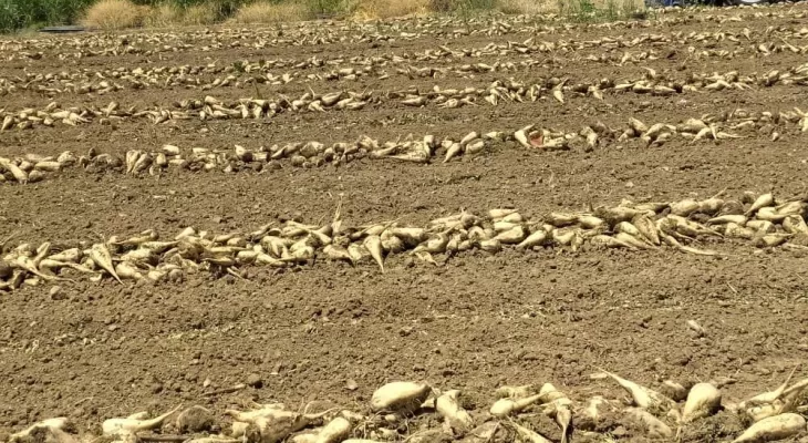 کشت ۳۰۰ هزار هکتار چغندر پاییزه در سرپلذهاب