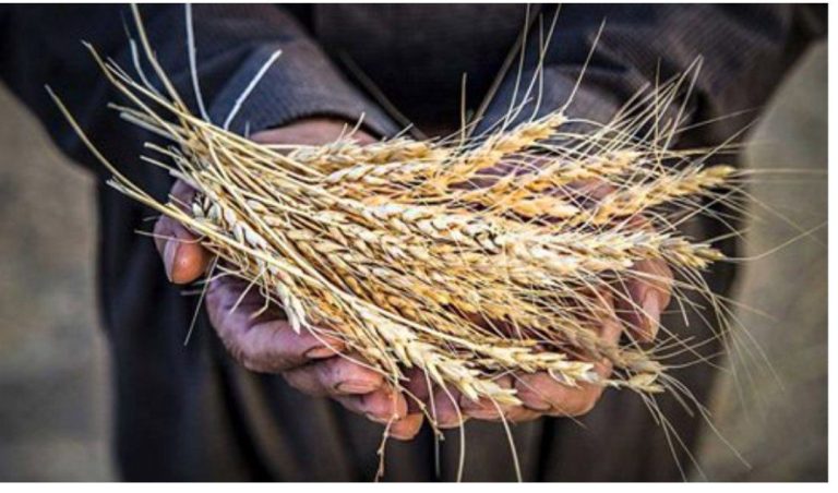 رئیس کمیسیون کشاورزی مجلس مطرح کرد